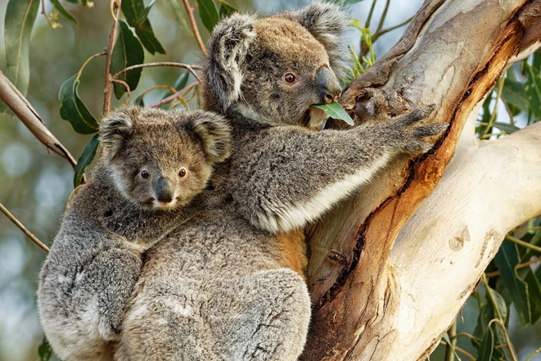 australia-kangaroo-island-koala-joey