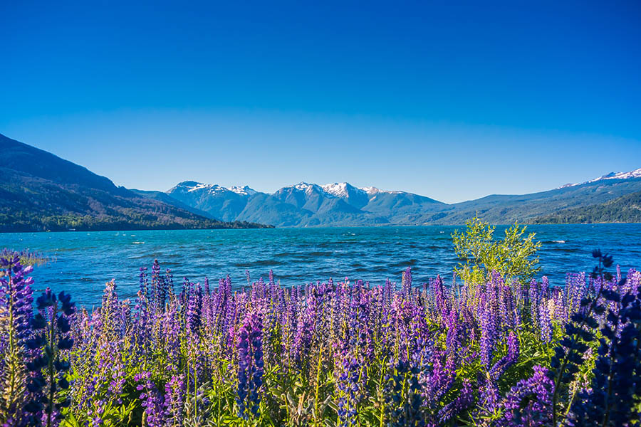 Spring blossoms in Patagonia | Travel Nation