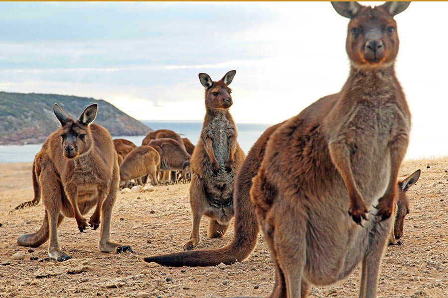 Spot kangaroos on Kangaroo Island | Travel Nation
