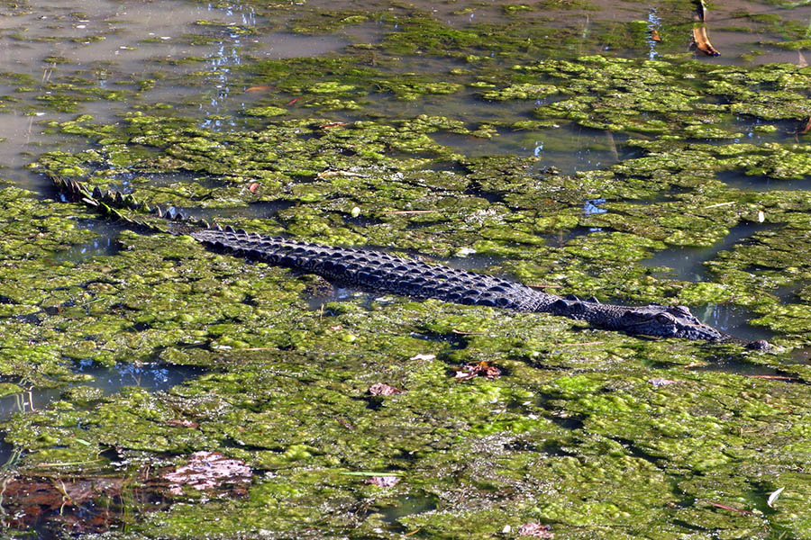 The Mary River wetlands system houses the world’s highest concentration of crocodiles