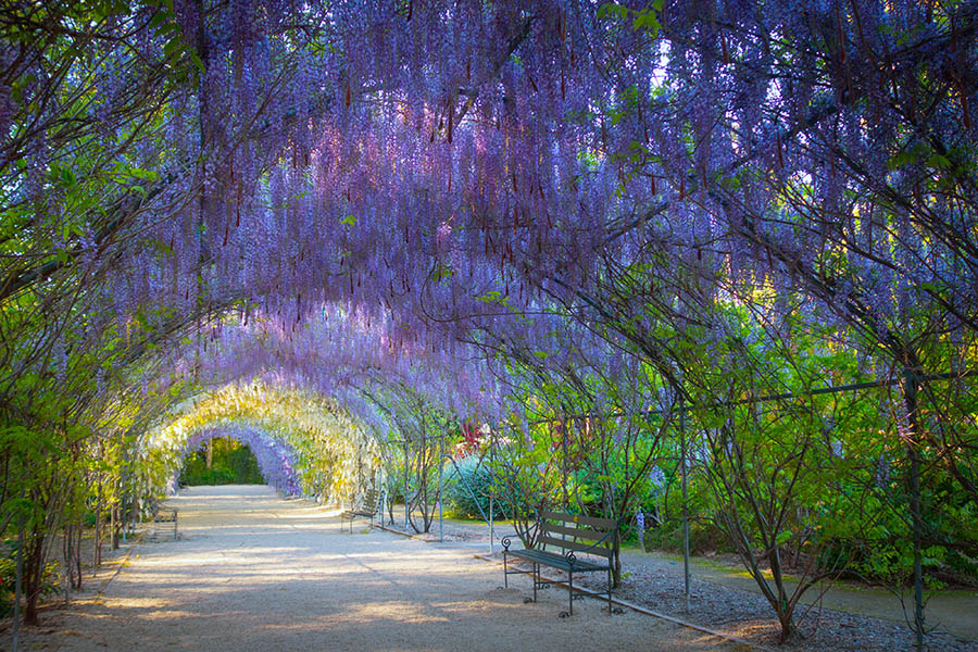 Stroll through Adelaide’s botanical gardens