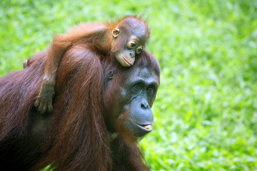 Watch these beautiful creatures at feeding time