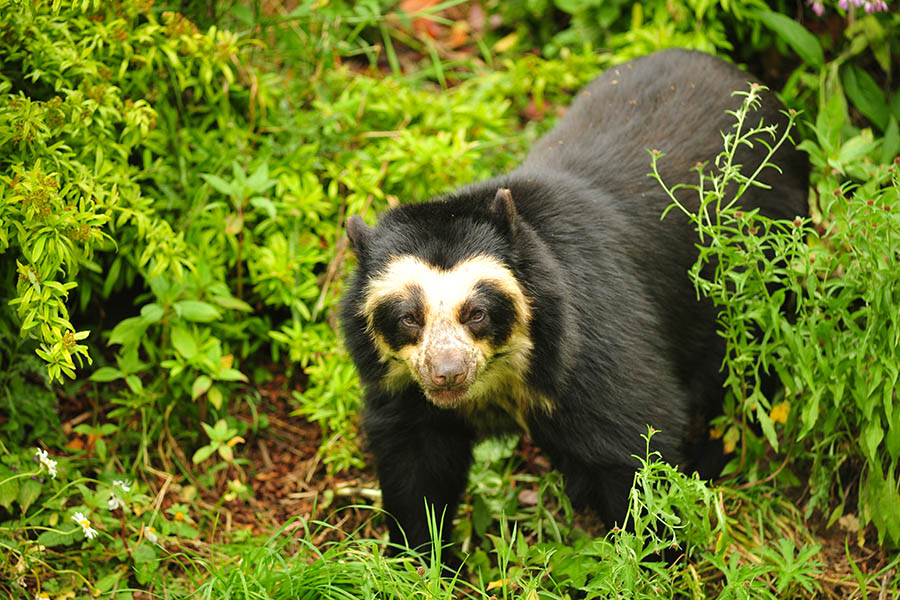 Search for the spectacled bear in Northern Peru | Travel Nation