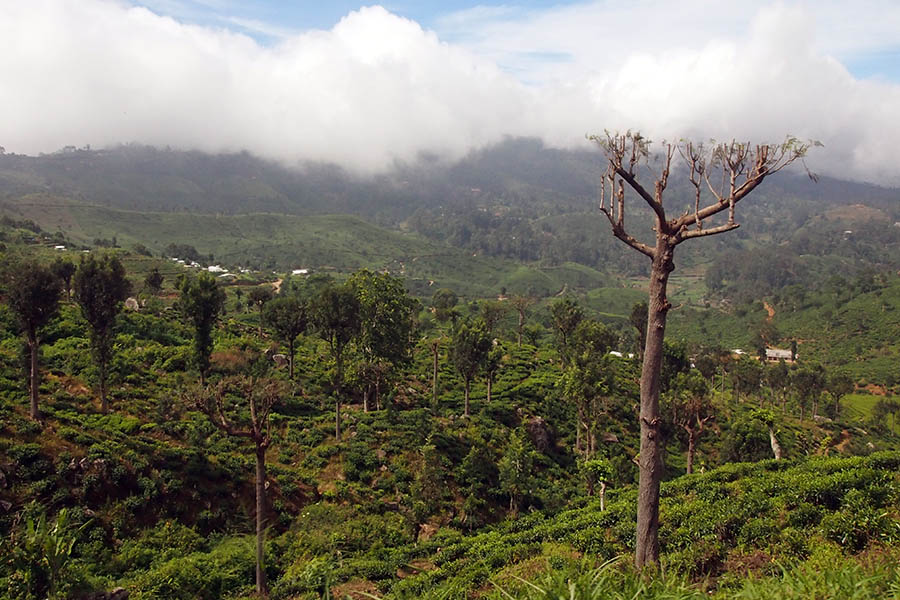 Sri Lanka Rundreise in 2 Wochen