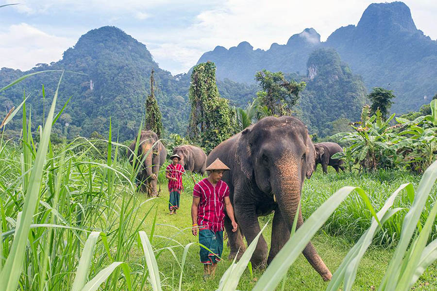 Elephant Hills take great care of their animals | Photo credit: www.elephanthills.co.uk