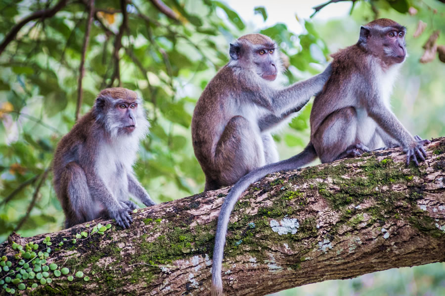 Macacques, Bako National Park, Borneo