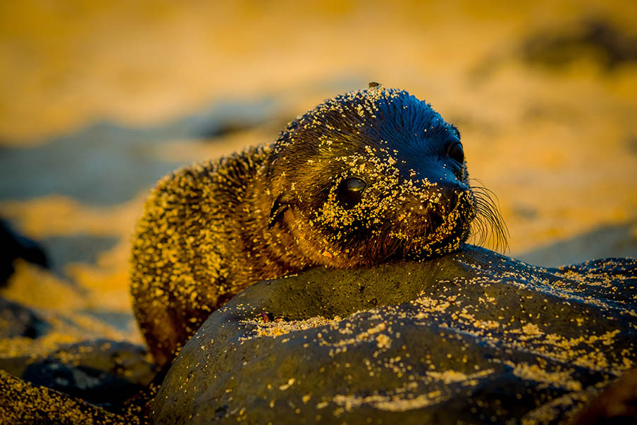 Sea lion pup in the Galapagos | Travel Nation