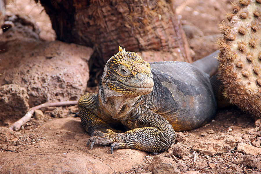 Galapagos iguana