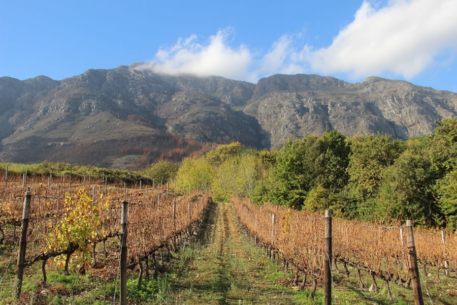 Weingut Südafrika