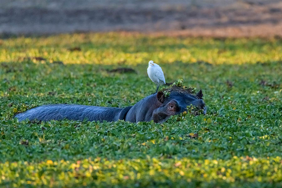 Spot hippos and birds at Mana Pools, Zimbabwe