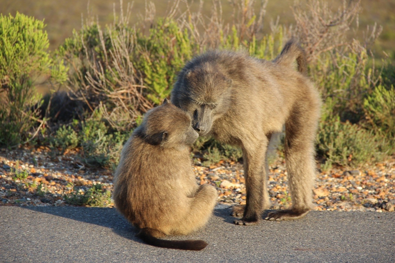 Addo Nationalpark