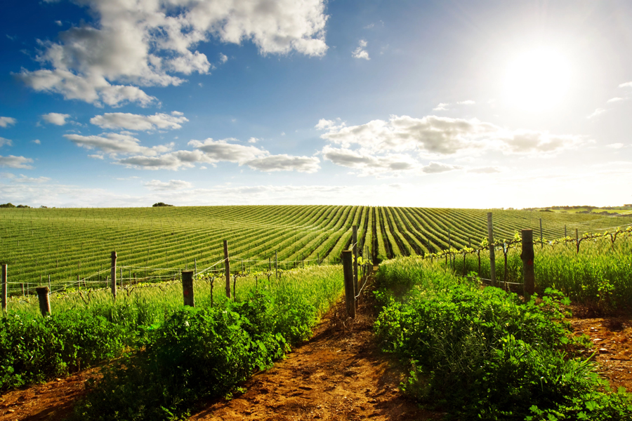 Barossa Valley, South Australia