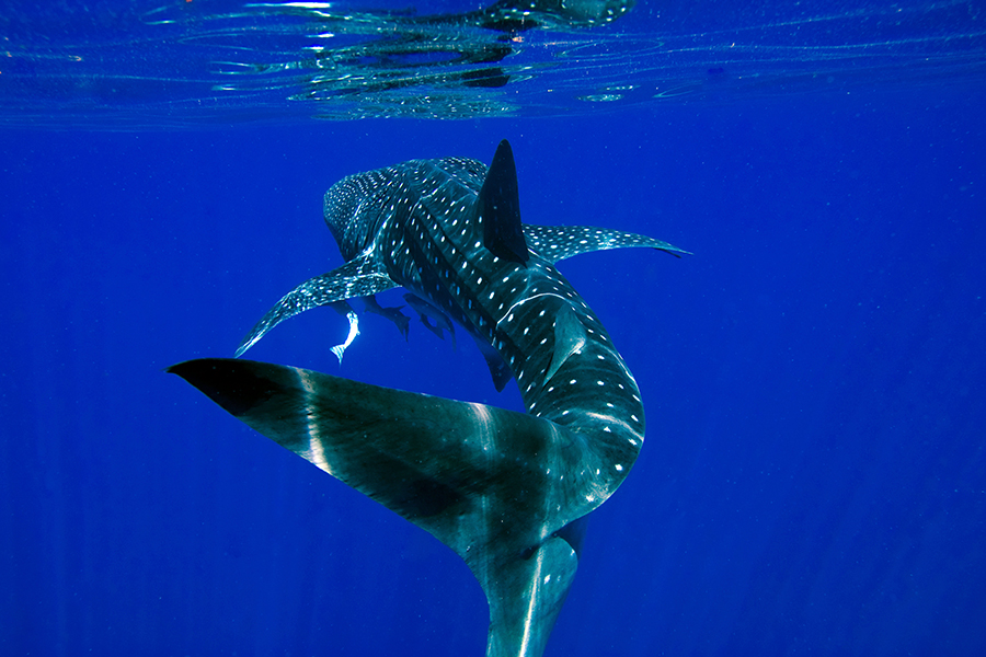 Whale shark, Ningaloo Reef, Western Australia