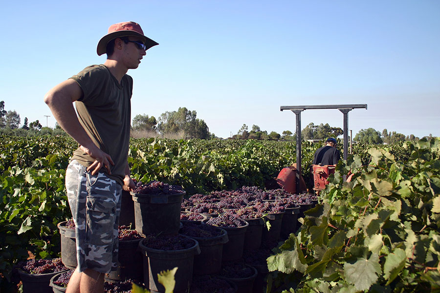 Find work as a farm hand or picking grapes