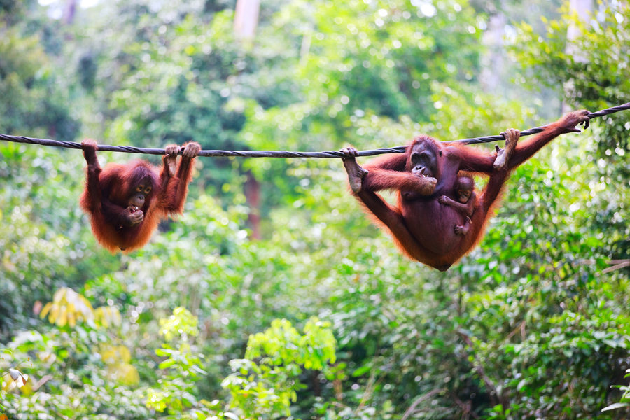 Orangutans, Borneo