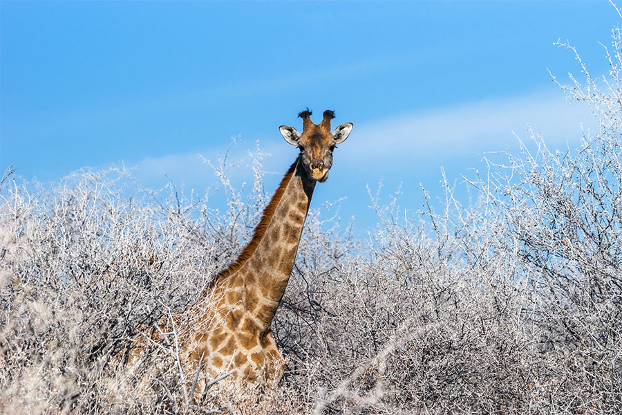 Spot giraffes in the tree tops