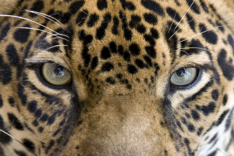 Panther, Pantanal, Brazil