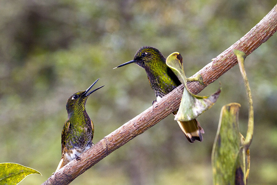 Spot hummingbirds and palm parrots flitting through the air 