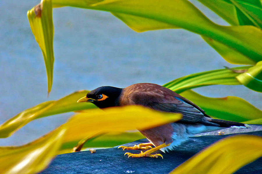 Atiu is known as the "Island of Birds"