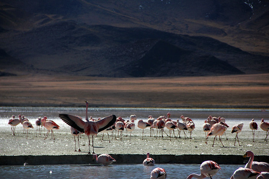 flamingos