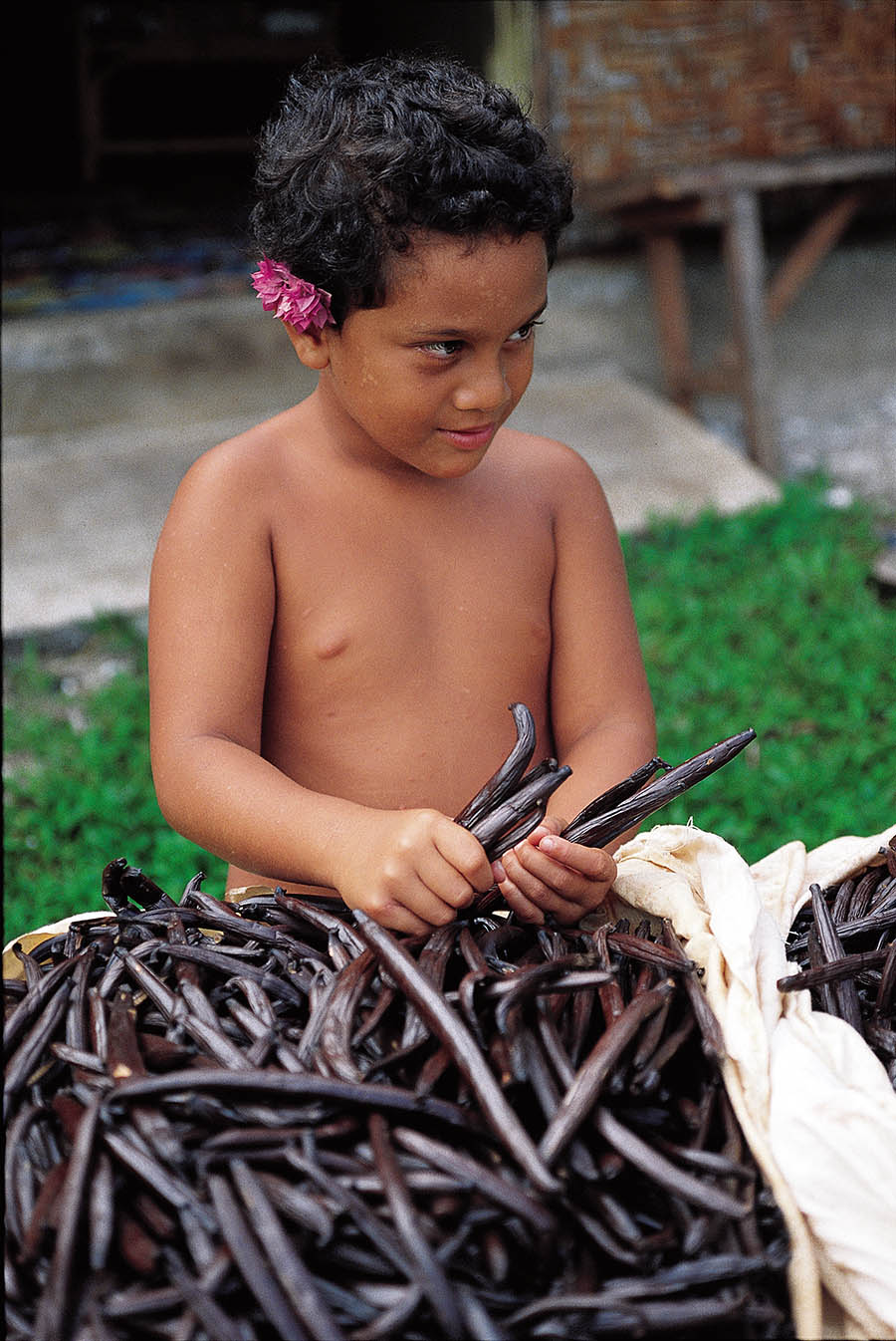 The distinctive fragrance of vanilla orchids can be appreciated on the island of Taha’a