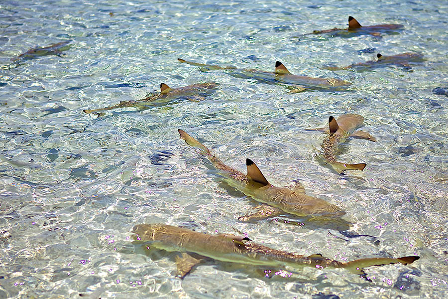 Shark's Hole is heavily populated with lemon sharks