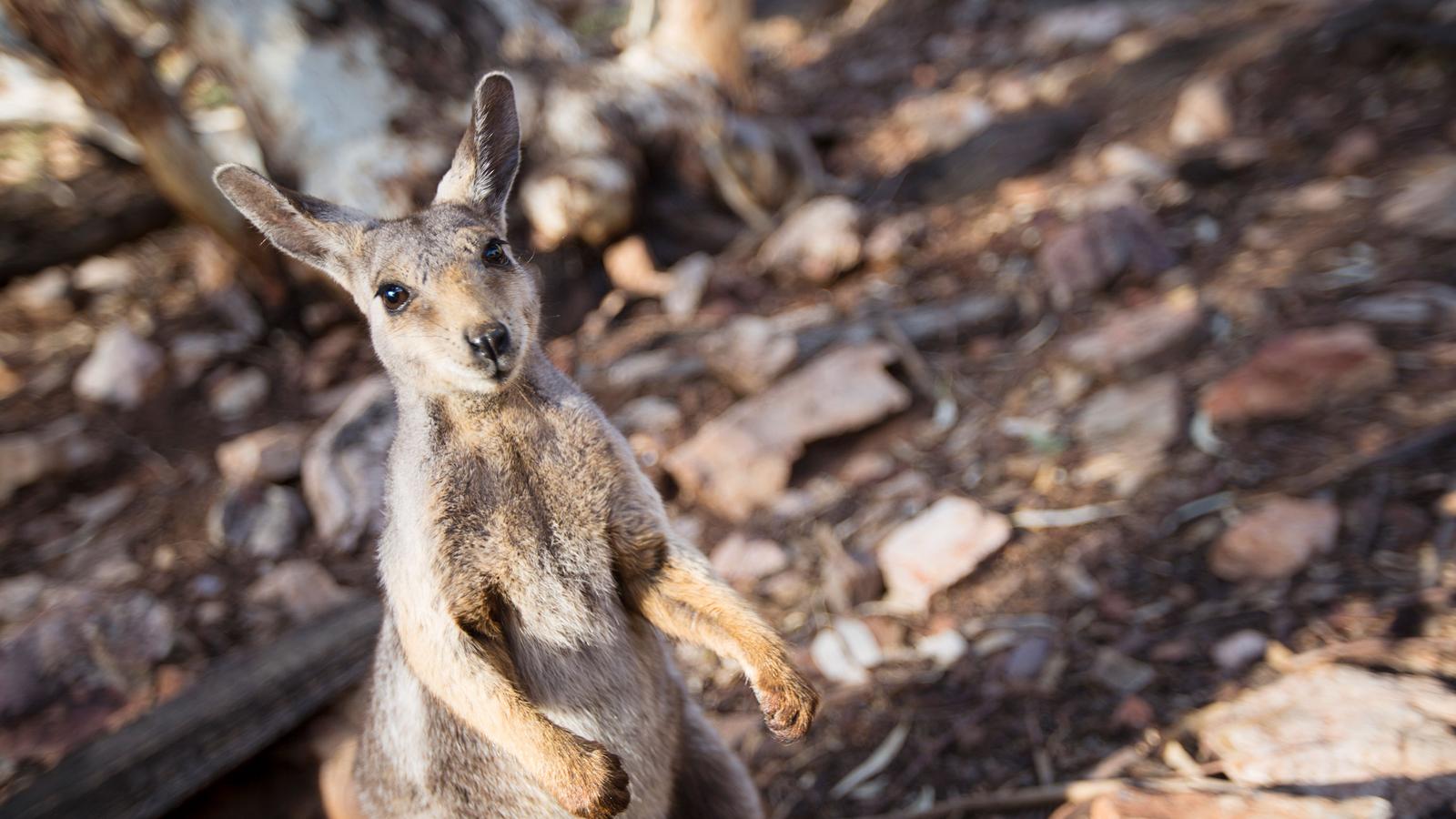 image_australiaandnewzealandsurfingnationalparks