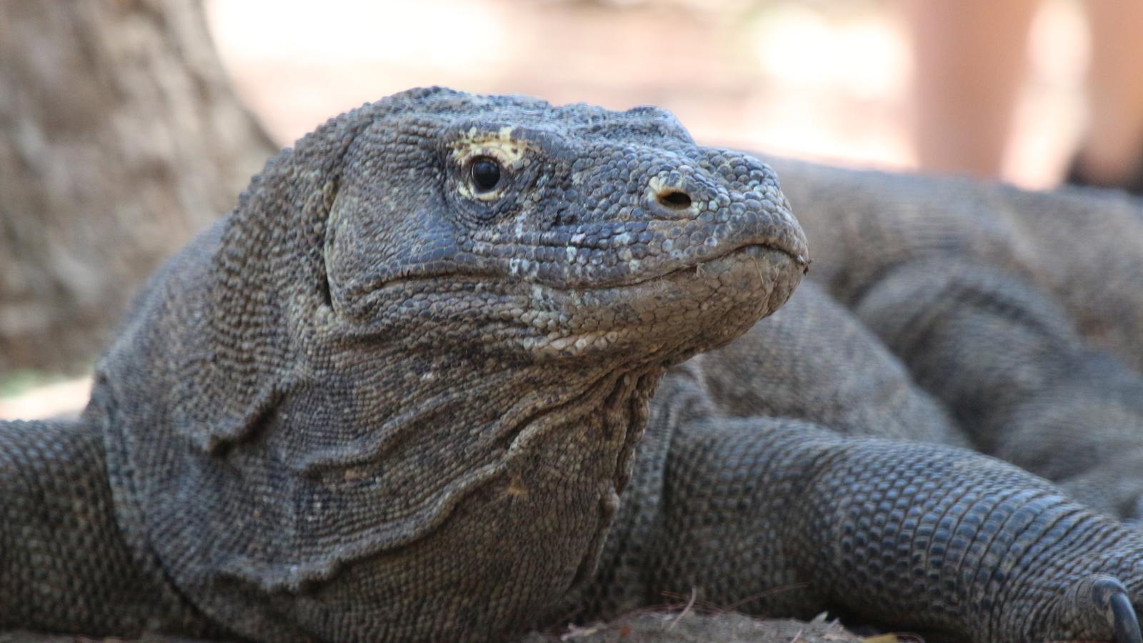 image_baliandkomododragonsriceterracesculturalceremonies