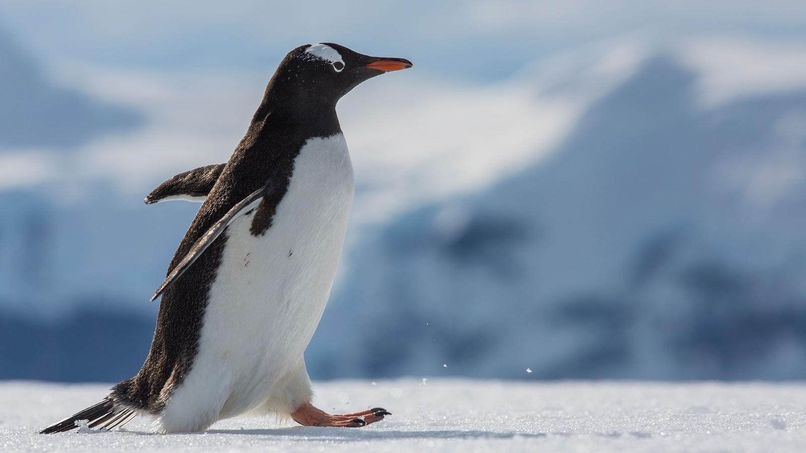 image_falklandssouthgeorgiaantarctica