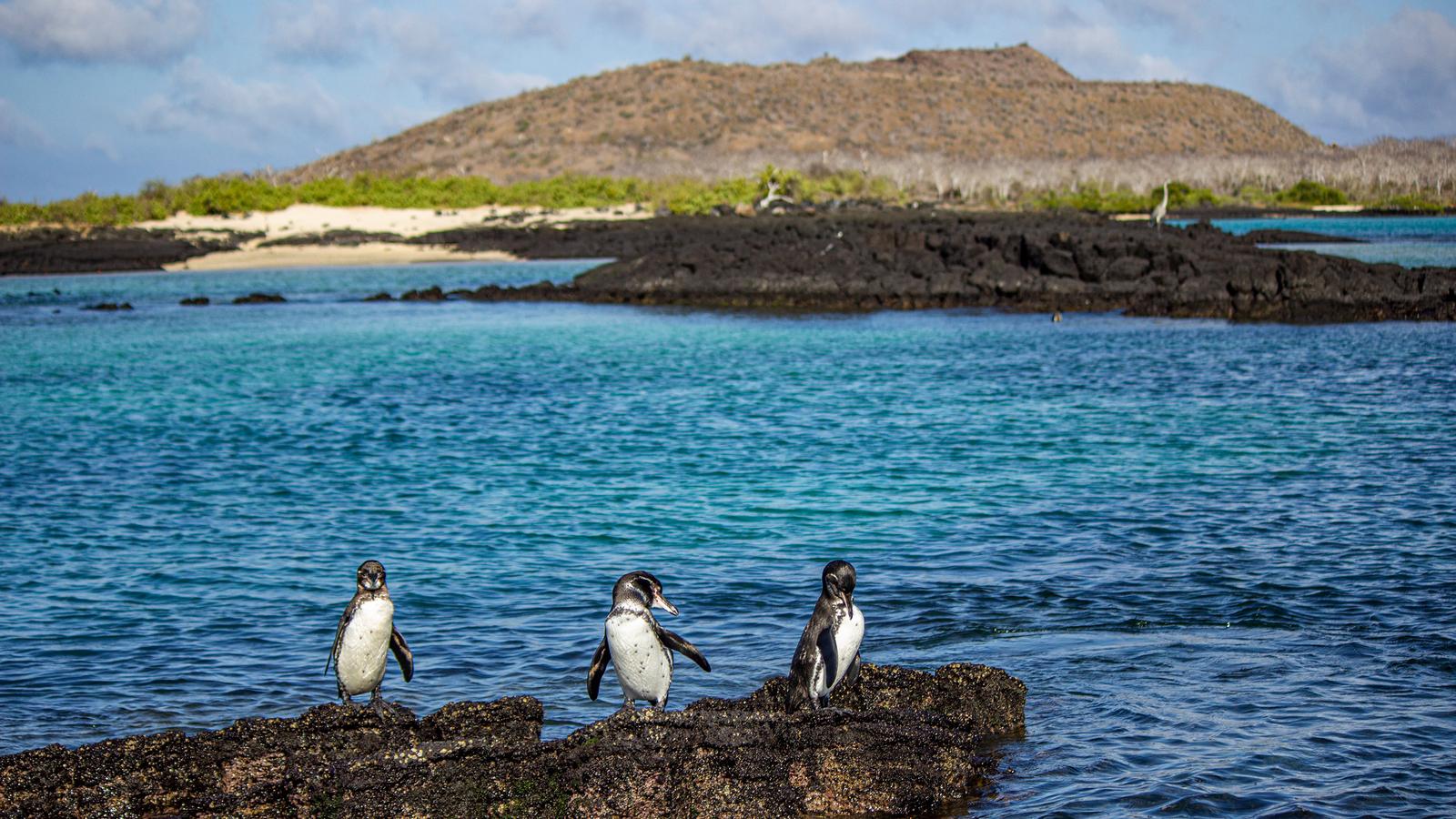 image_galpagoscentralandeastislandsaboardthereinasilviavoyager