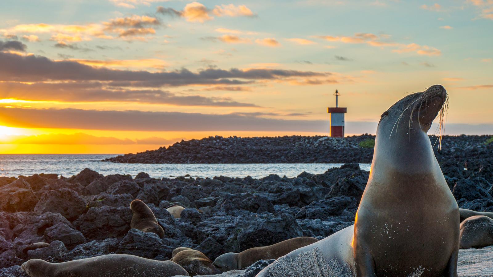 image_galpagoscentralandeastislandsaboardthereinasilviavoyagercruiseonly