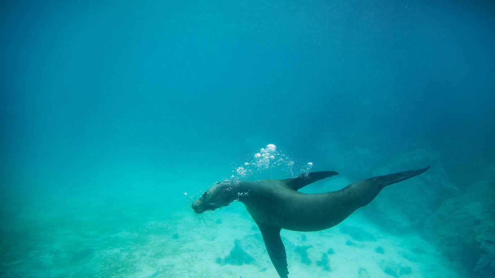 image_galpagoslandseacentralsouthislandsaboardtheyolita