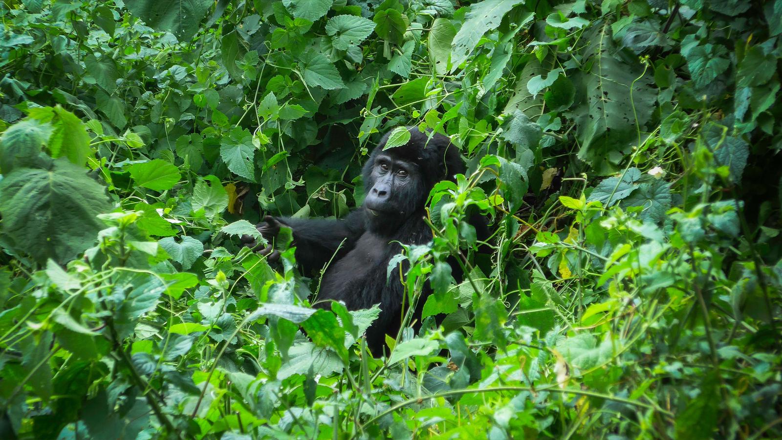 image_gorillasofugandaoverlandsafari