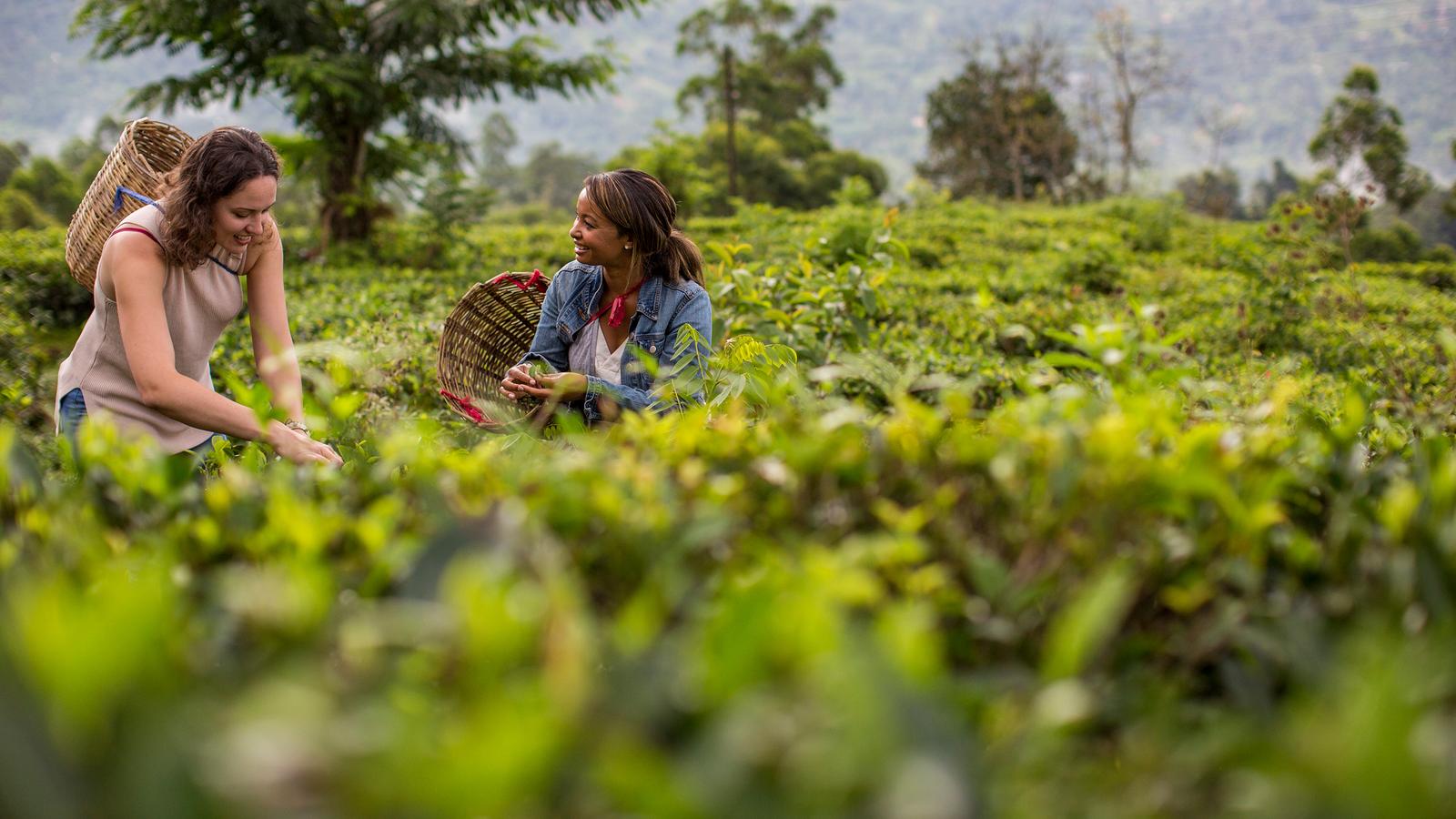 image_indiatosrilankathepinkcityspicegardens