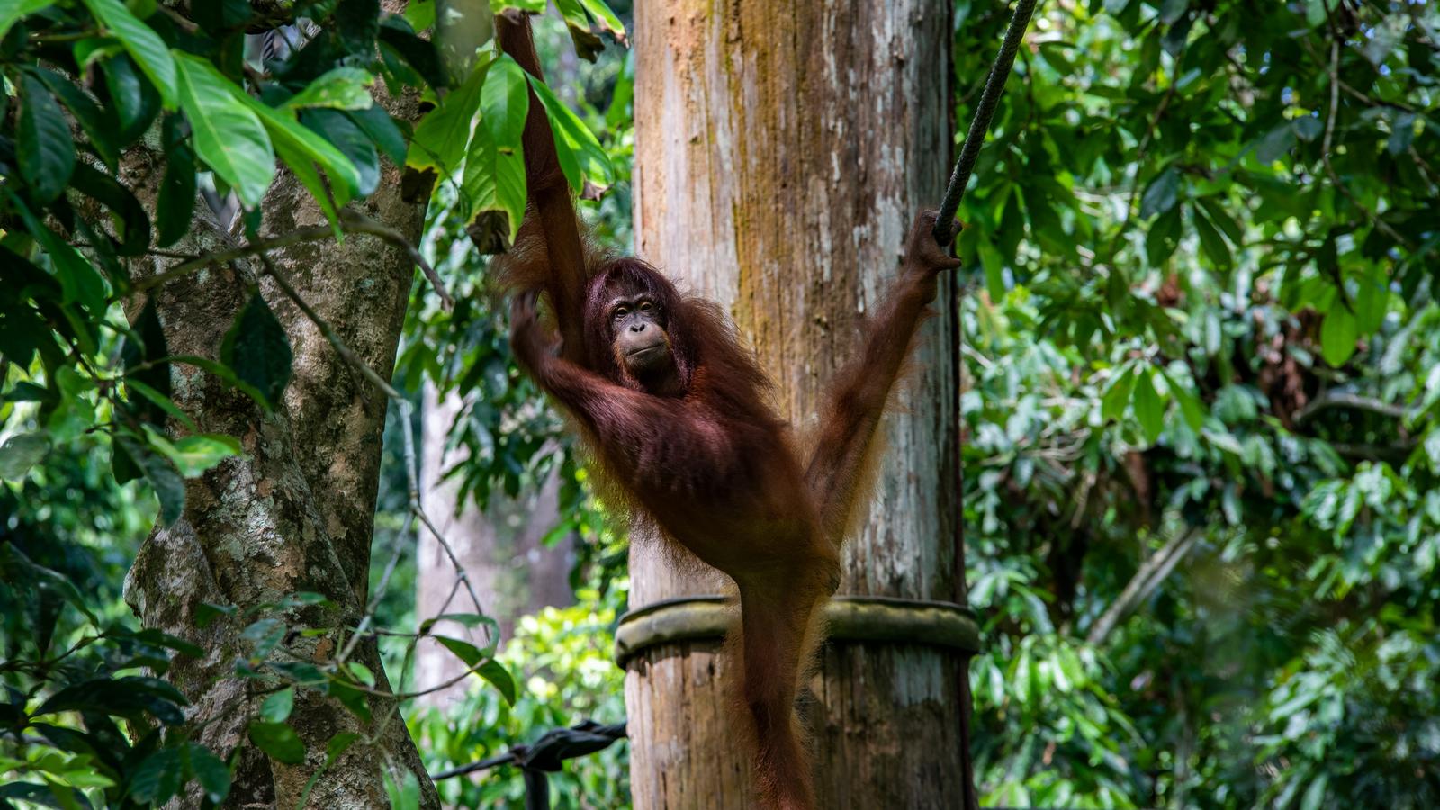 image_journeysbestofborneo