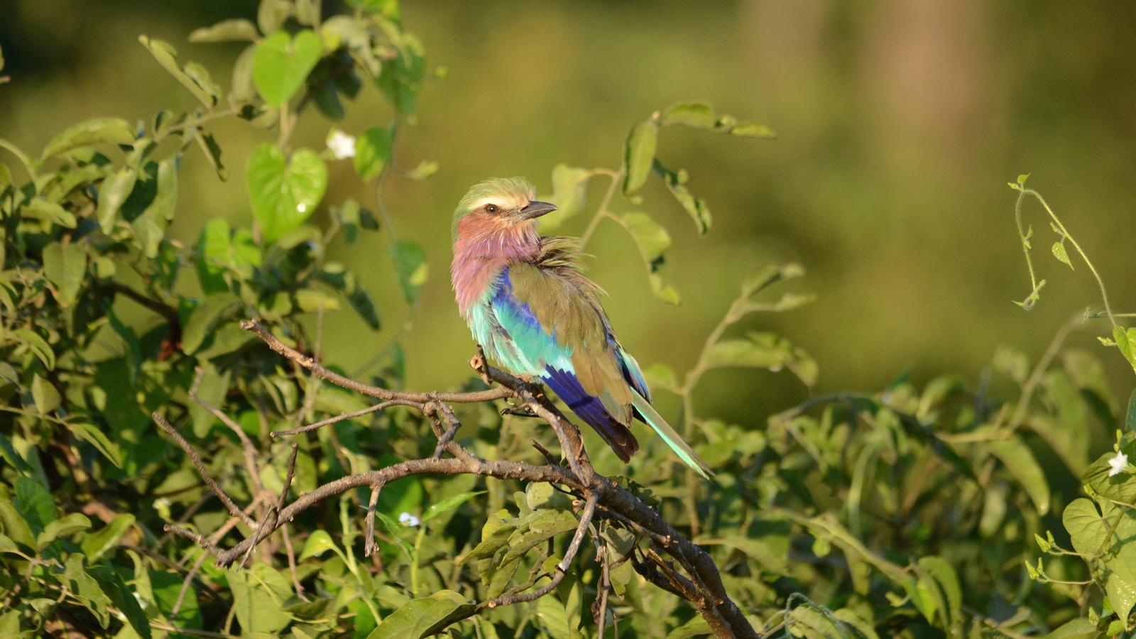 image_journeysbotswanazimbabwesafari