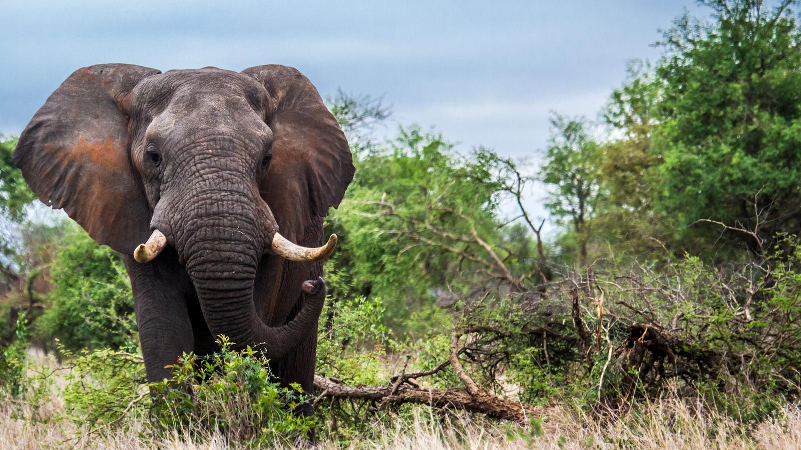 image_journeysdiscoverkrugernamibia