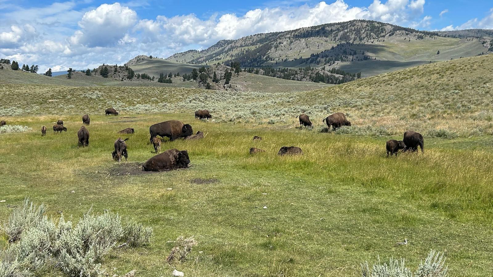 image_journeysiconicwildlifeofyellowstoneandgrandteton