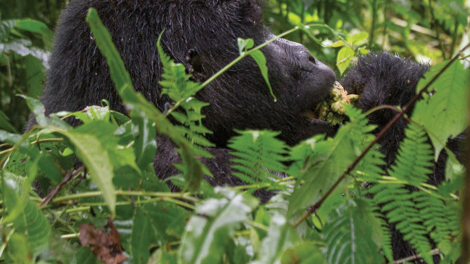 image_journeyswildencountersinrwanda
