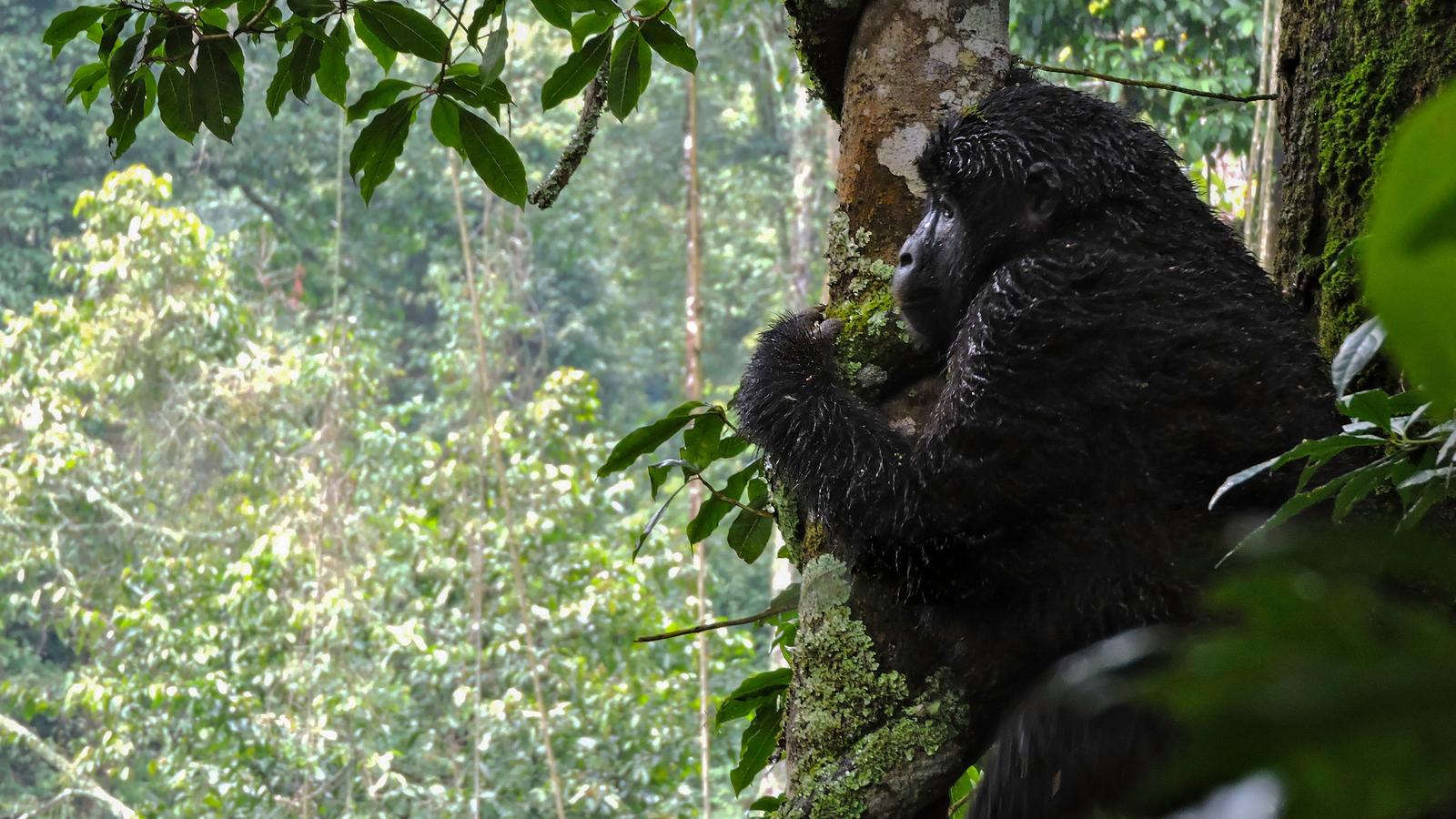 image_kenyaugandagorillaoverlandforestswildlifespotting