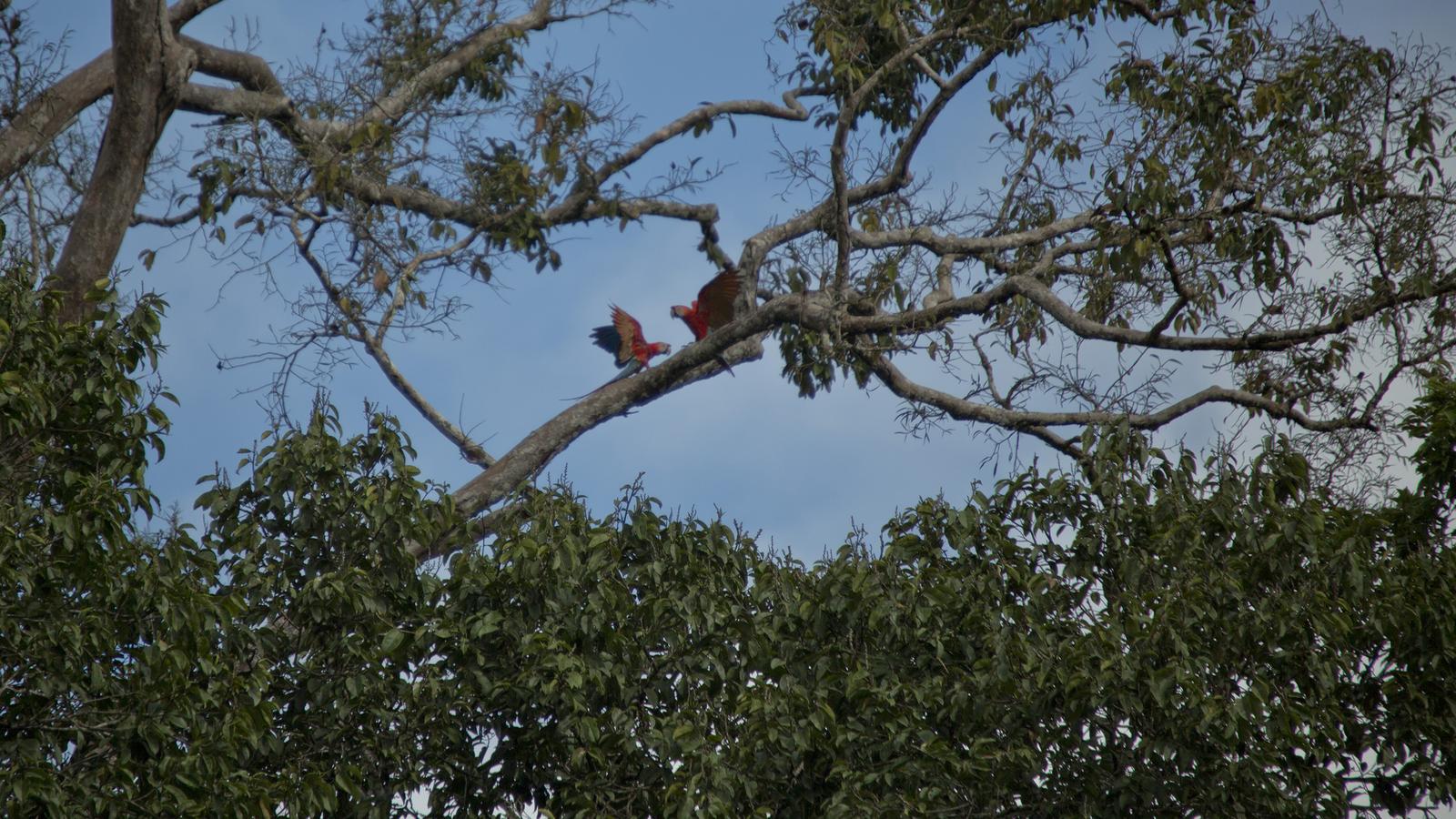 image_locallivingecuadoramazonjungle