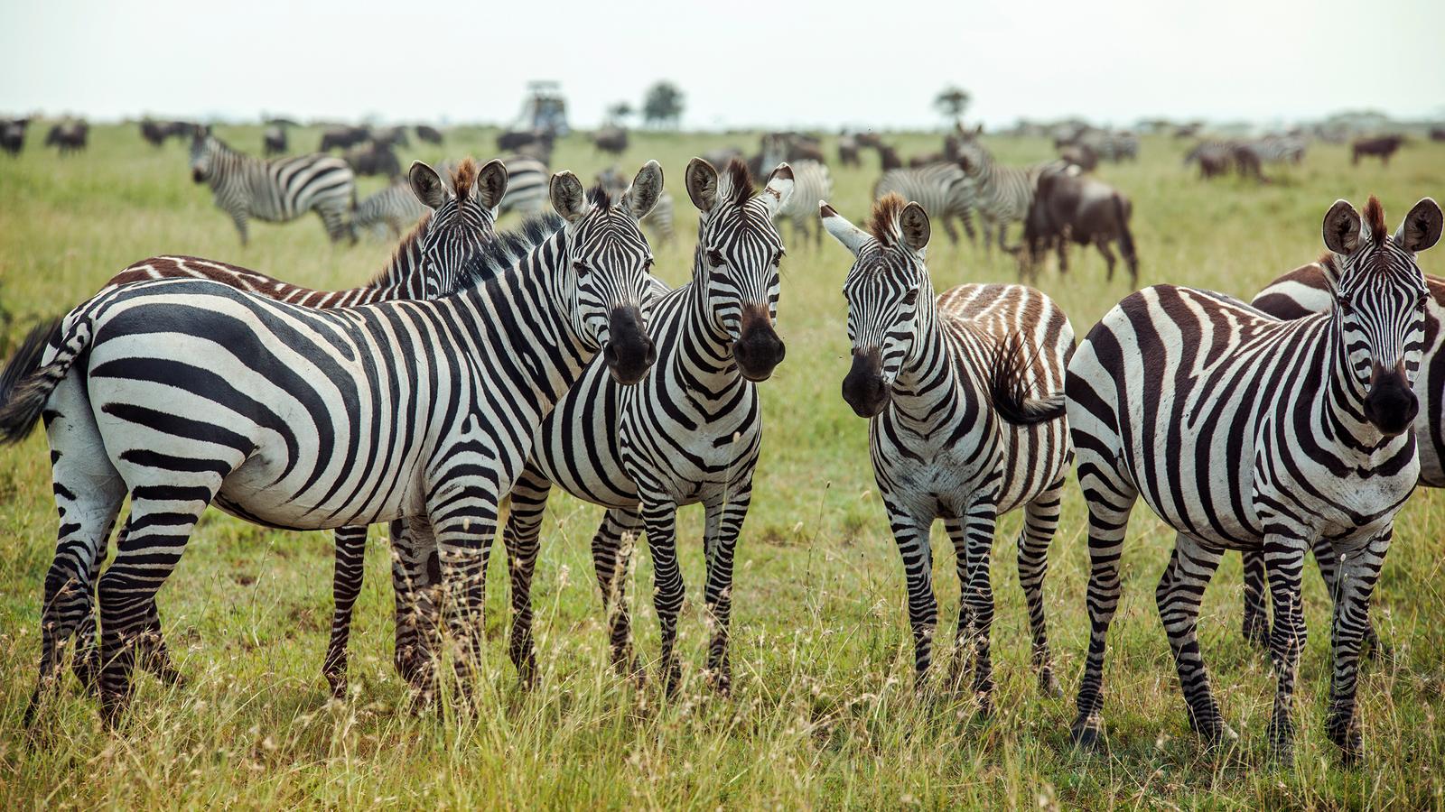 image_southernafricaencompassedbushcampswildlifespotting