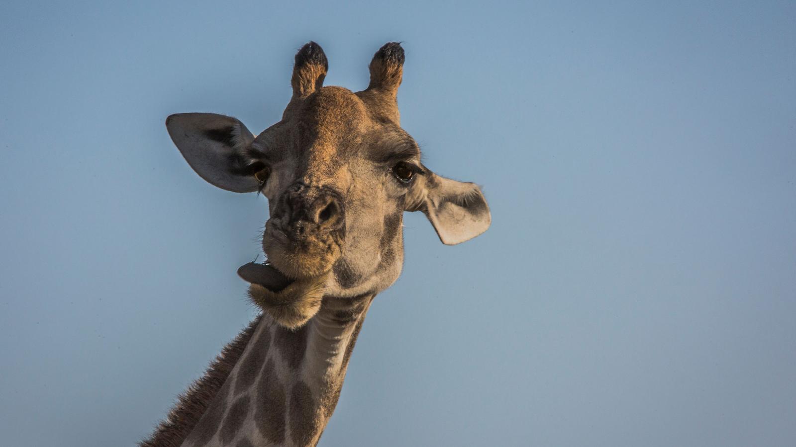 image_victoriafallstosouthafricaoverlandsafariparticipationcamping