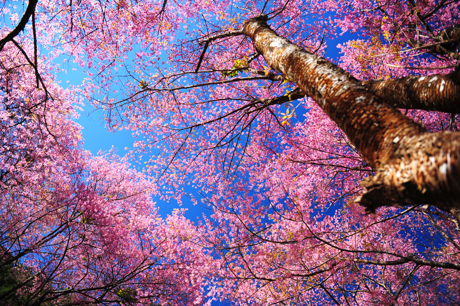 Cherry Blossom in Japan