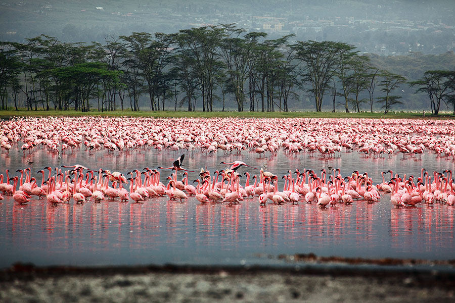 Kenia Nakurusee Flamingos