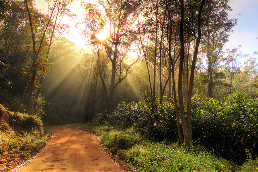 Discover the rainforests of Mantadia National Park