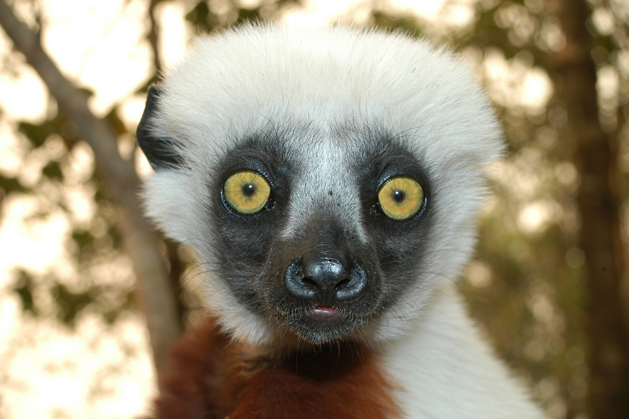 Lemur, Madagascar