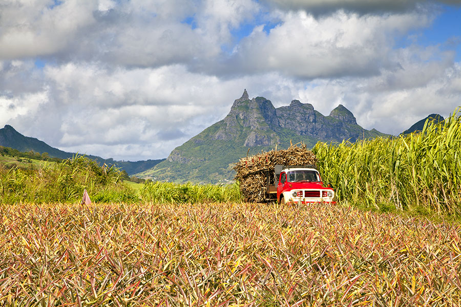 Stroll through a sugar plantation