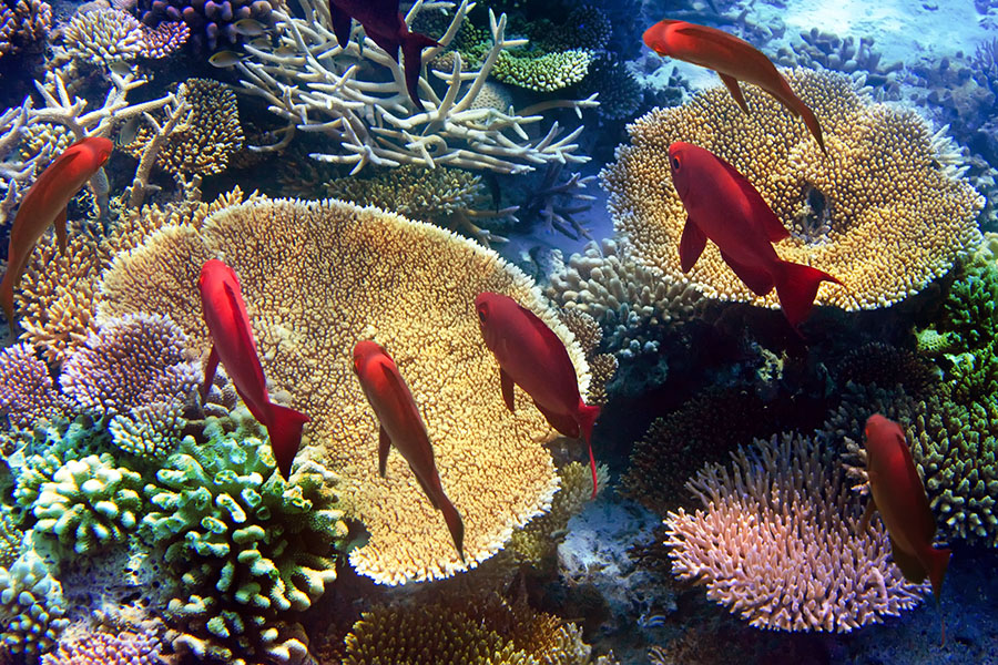 Scuba-dive over coral reefs in Blue Bay marine park