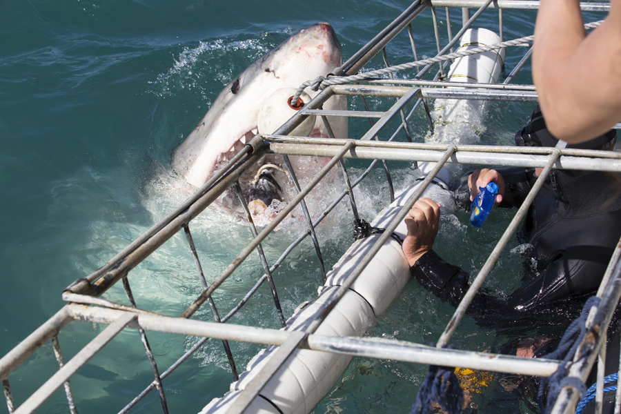 Cage diving, South Africa